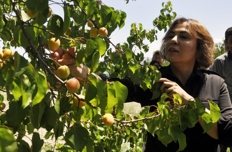 AK Parti’li Yılmaz, üreticilerle kayısı topladı, hasat yaptı