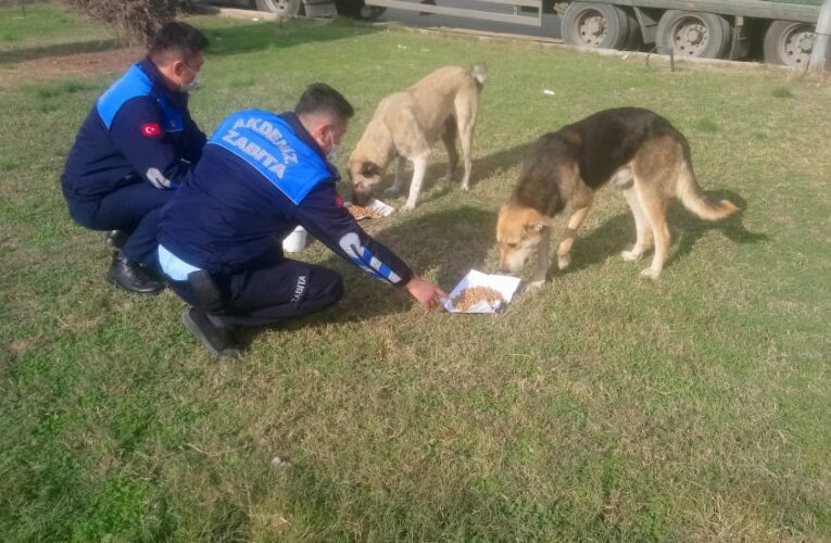 Hayvanlar beslendi uçan martılar da unutulmadı