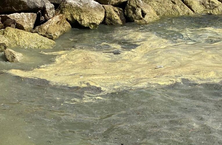 MERSİN DENİZİNDE SON GÜNLERDEKİ RENK DEĞİŞİMİ KORKUTMASIN!