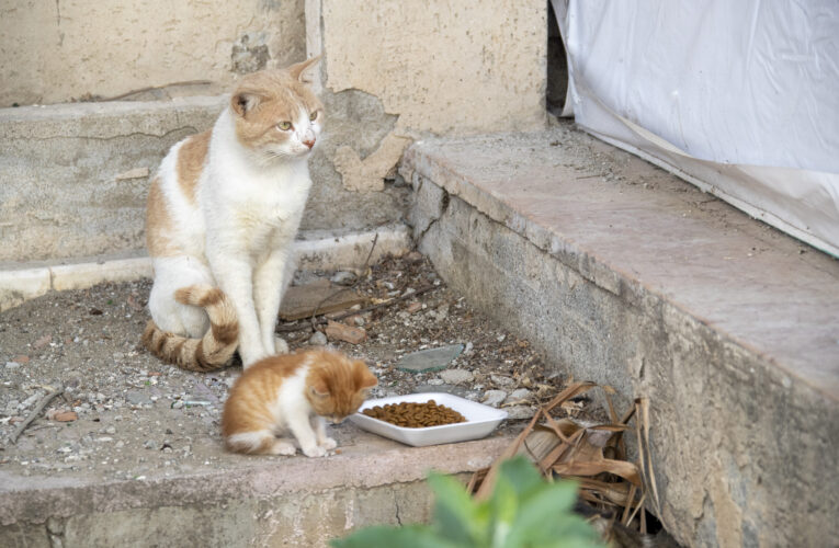SÜREÇ BOYUNCA  7 TON MAMA SOKAK HAYVANLARINA ULAŞACAK
