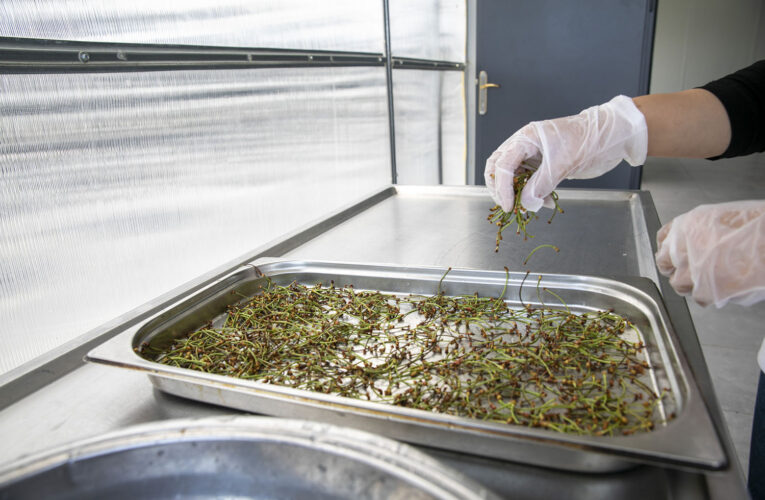 ‘MERSİNDEN GÜNEŞ ENERJİSİ İLE KURUTMA TESİSİ’ FAALİYETE GEÇTİ