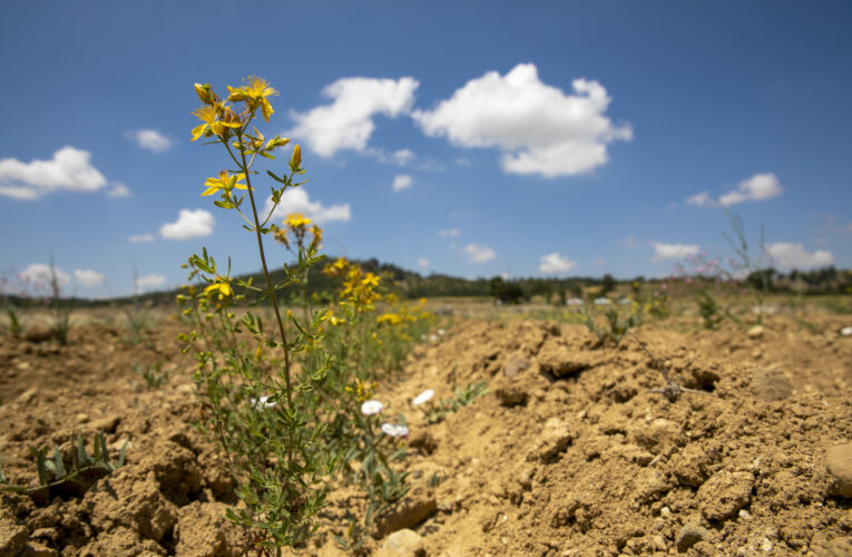 BÜYÜKŞEHİR’LE KIRAÇ TOPRAKLAR SARI KANTARON ÇİÇEKLERİYLE BEZENDİ
