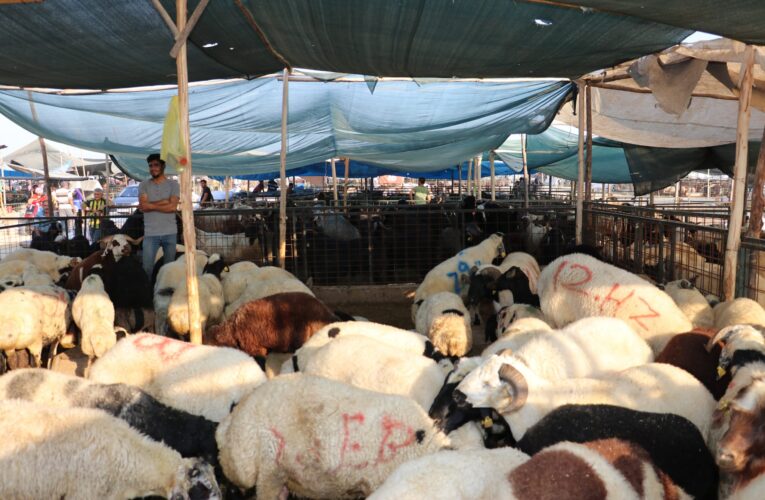 Kesim Ücreti; Küçükbaş 75, Büyükbaş 500 TL