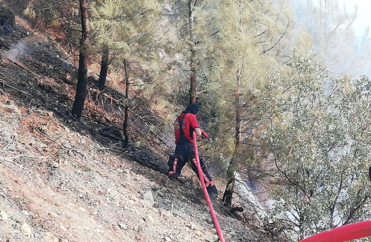 İTFAİYE EKİPLERİ MANAVGAT’TA KÜLLERİN ARASINDA KALAN KAPLUMBAĞAYA CAN OLDU