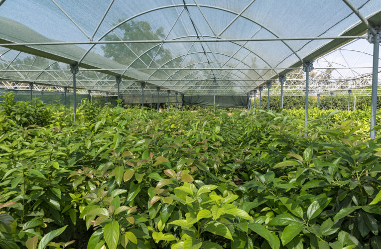 MERSİN BÜYÜKŞEHİR’LE TARLALAR ‘YEŞİL ELMAS’ İLE DEĞERLENECEK