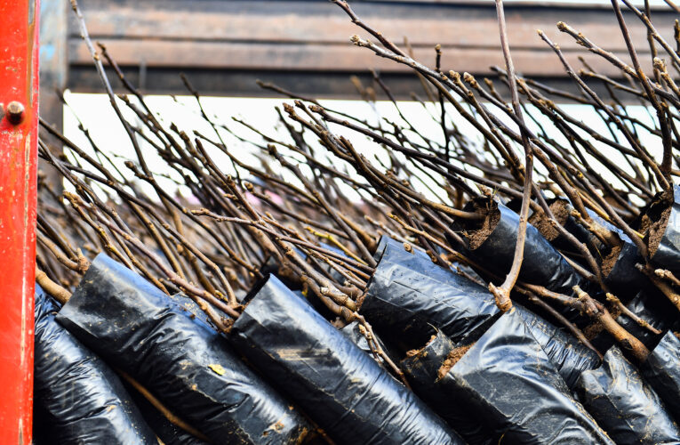 MERSİN BÜYÜKŞEHİR’DEN ERDEMLİ VE TOROSLAR’DAKİ ÜRETİCİLERE CEVİZ FİDANI