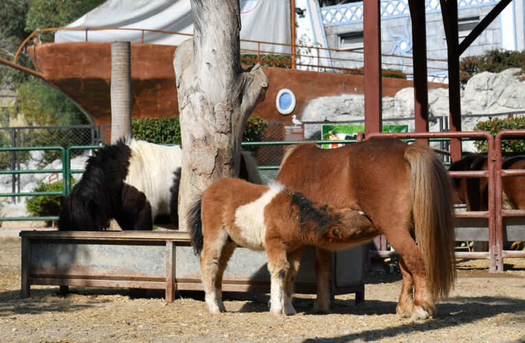 DOĞA PARKI’NIN YENİ SAKİNLERİ MİDİLLİ VE SIRTLAN YAVRULARI İLGİ GÖRÜYOR