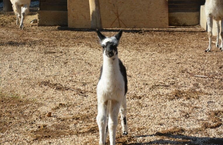 TARSUS DOĞA PARKI’NDA İLK KEZ LAMA DOĞUMU GERÇEKLEŞTİ
