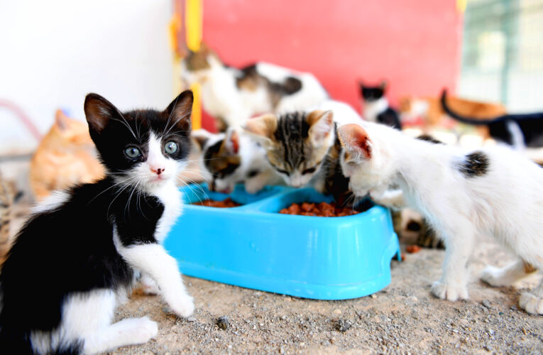 PATİLİ DOSTLAR MERSİN BÜYÜKŞEHİR’LE GÜVENDE