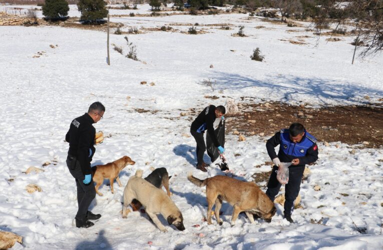 “Belediye Ekipleri, Can Dostlarını Elleriyle Besledi”
