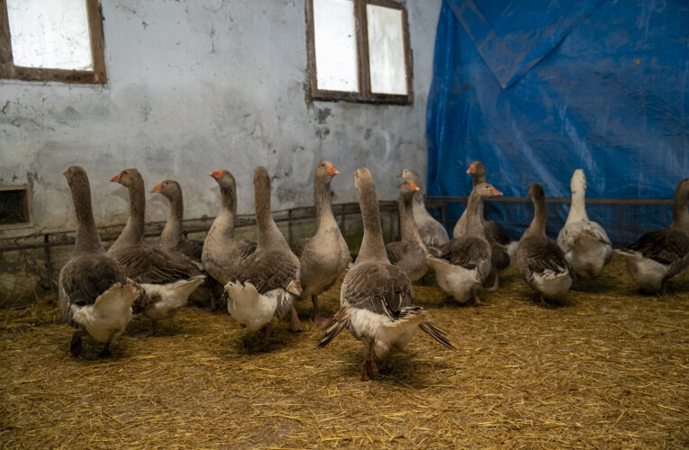 CİVCİV OLARAK TESLİM EDİLEN KAZLAR BÜYÜDÜ, HANELERE EKONOMİK GELİR OLDU