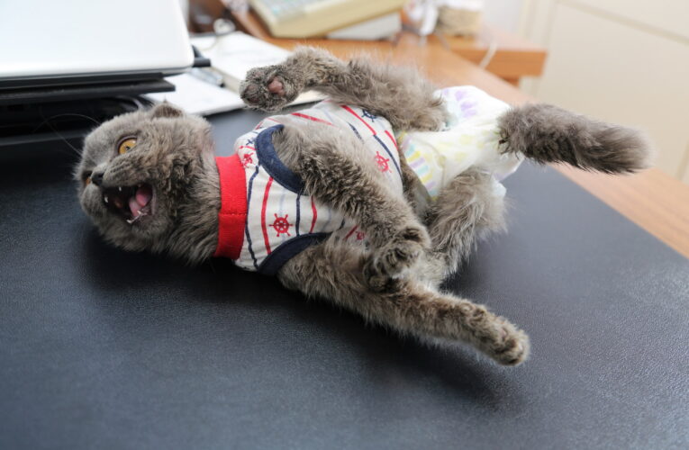 BAŞKAN GÜLTAK ENGELLİ KEDİYİ MİSAFİR ETTİ