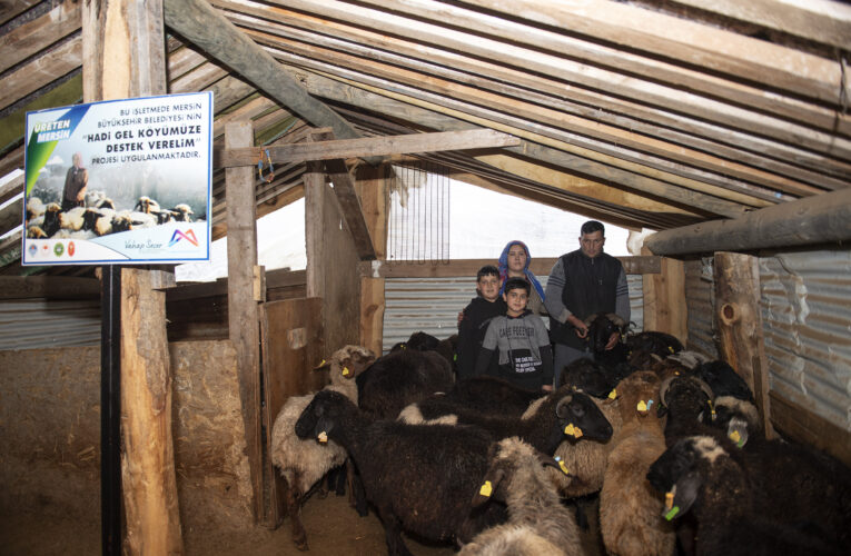 İŞARET KÜPELERİ TAKILAN KÜÇÜKBAŞ HAYVANLAR YENİ YETİŞTİRİCİLERİN OCAĞINDA BEREKETLENECEK