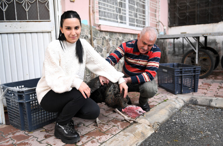 KAYBOLAN HİNDİSİNİN YERİNİ BÜYÜKŞEHİR DOLDURDU