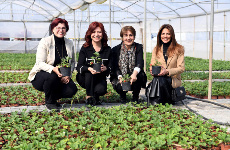 GAZİ ÇİFTLİĞİ’NDE ZAKKUMLA BAŞLAYAN HİKAYE ÇİLEKLE SÜRÜYOR