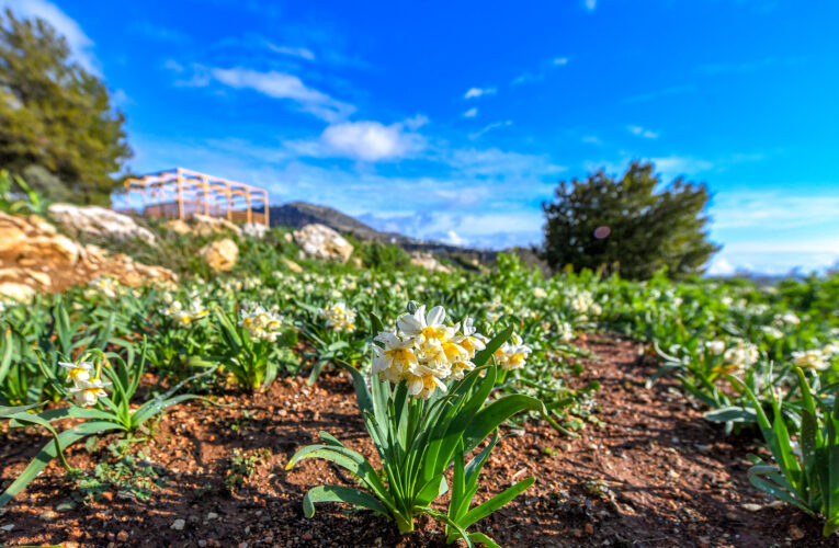BÜYÜKŞEHİR’İN MİS GİBİ PROJESİ 3 YILDIR ÇİÇEK AÇIYOR