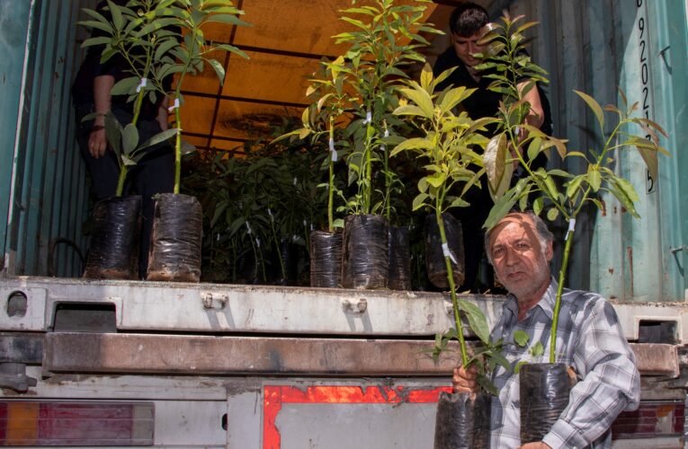 AVOKADO DAĞITIMLARI KAPSAMINDA SON DURAK AKDENİZ’İN KÜRKÇÜ MAHALLESİ OLDU