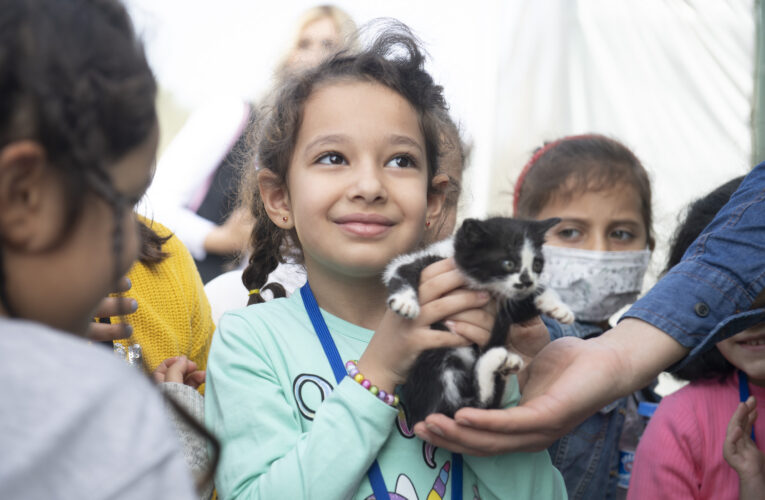 GÖNÜLLÜLER BİR ARAYA GELDİ, SOKAK HAYVANLARINI BESLEDİ