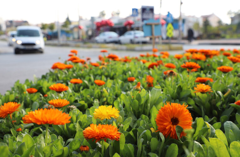 BÜYÜKŞEHİR PARK VE BAHÇELER EKİBİ, ÜÇ AYDA 197 BİN BİTKİYİ TOPRAKLA BULUŞTURDU