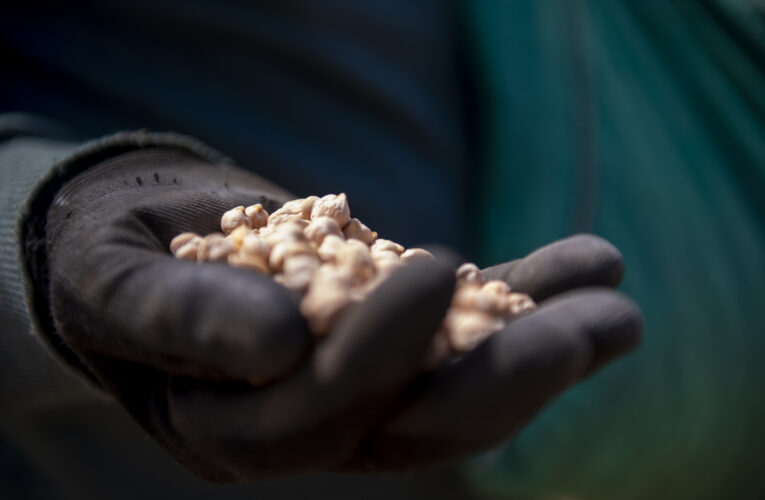 GÜLNAR’DA ATALIK NOHUT TOHUMLARI TOPRAKLA BULUŞTU
