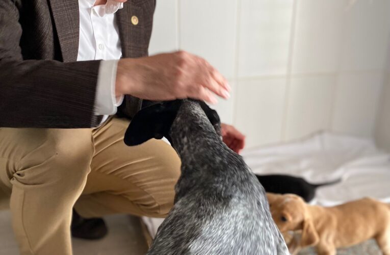 ‘HAYVANLARI SATIN ALMAYIN SAHİPLENİN’