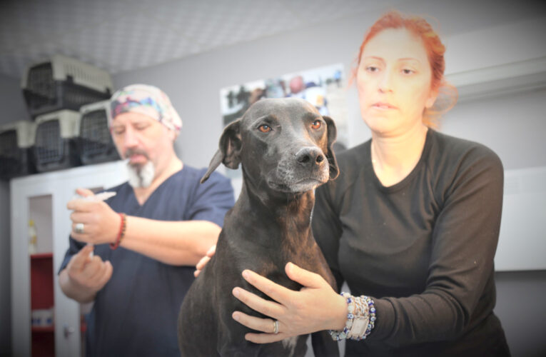 KARAKIZ’IN KISIRLAŞTIRMA KÜPESİ TAKILDI