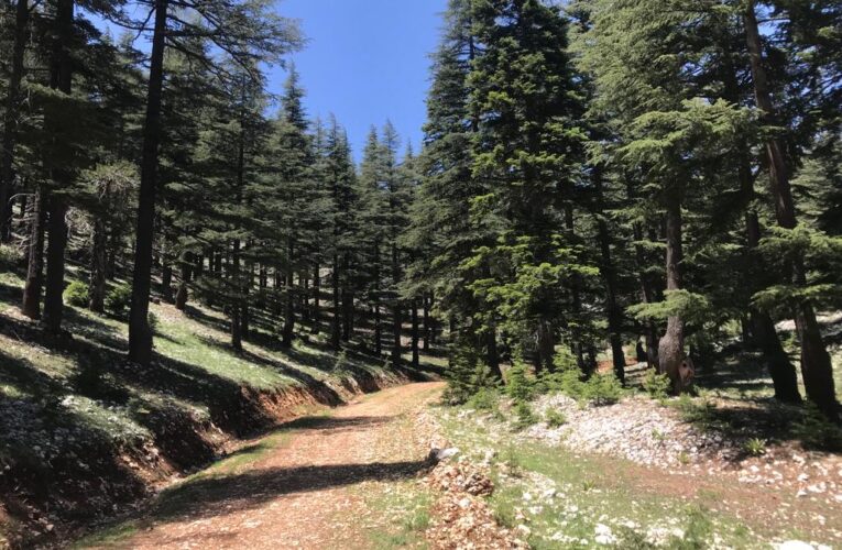 Mersin’de sedir ve karaçam gençleştirme tatbikatı yapıldı