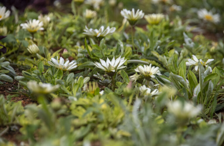 MERSİN, PARKLARI VE REFÜJLERİYLE GÖZ DOLDURUYOR
