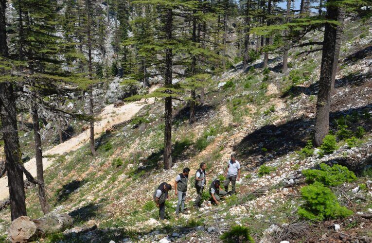 Anamur ve Bozyazı ormancılık faaliyetleri incelendi