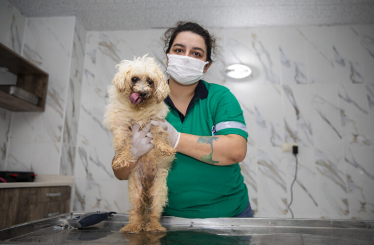 KAŞLI BAKIMEVİNDE SAHİPSİZ HAYVANLARIN BAKIMI YAPILIYOR