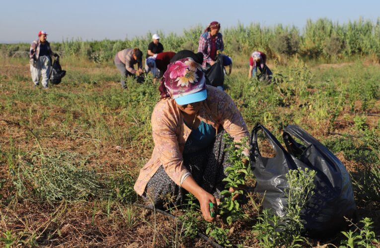 “AKDENİZ BELEDİYESİ, DAĞI BAĞA ÇEVİRDİ”
