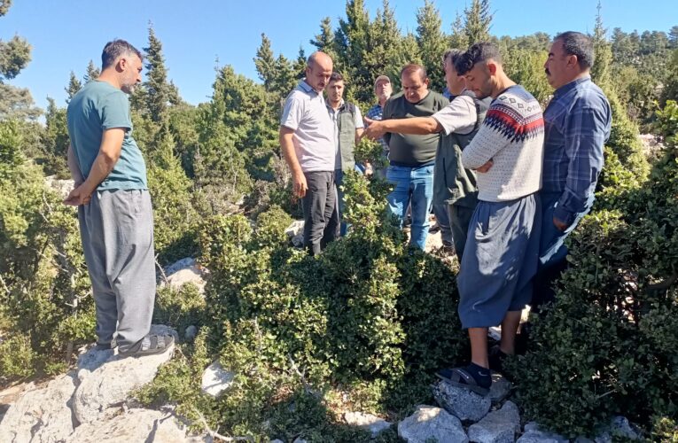 Tarsus’ta defne üretim tatbikatı yapıldı