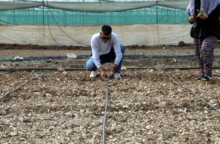 Özellikle hayvancılık sektörünün geleceği için çok önemli bir bitki