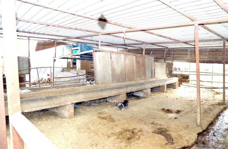 Hazine arazisine kaçak yapılan ahırlar, barınaklar, kümes ve yemlikler yıkıldı