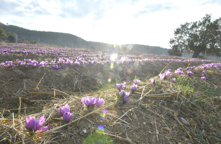 Dünyanın en pahalı baharatı Mersin Yenişehir’de yetiştiriliyor