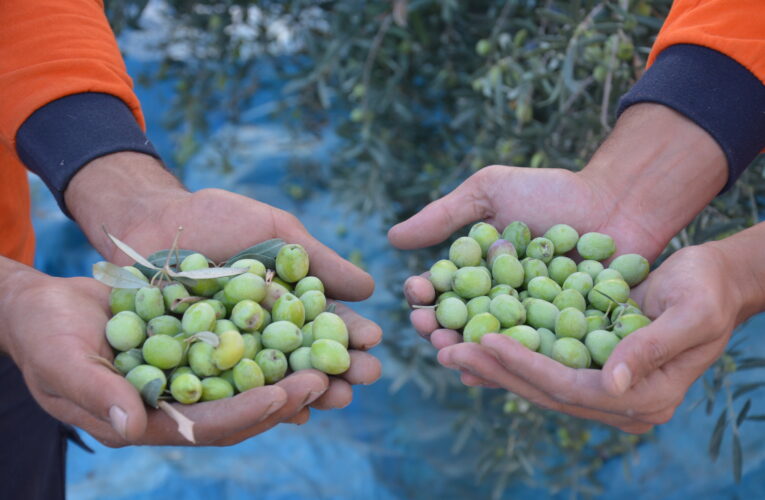 BÜYÜKŞEHİR’İN ZEYTİNLERİ, ZEYTİNYAĞI OLARAK AŞHANELERDE KULLANILIYOR
