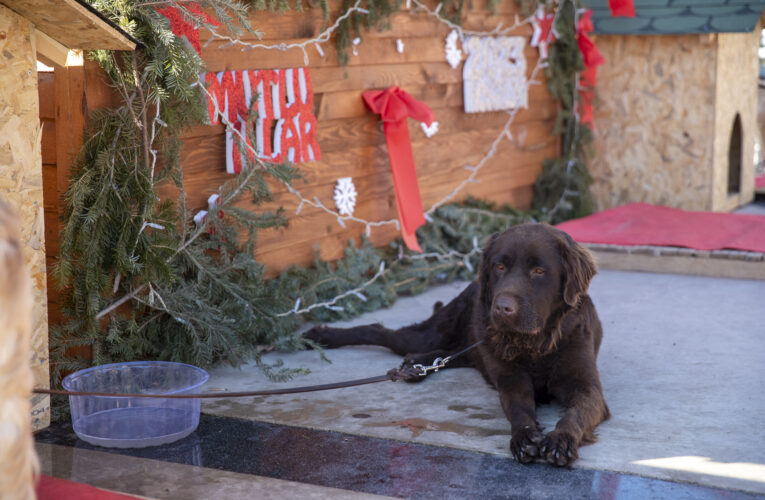 SAHİPLENDİRME STANDI ‘YILBAŞI PAZARI’NDA