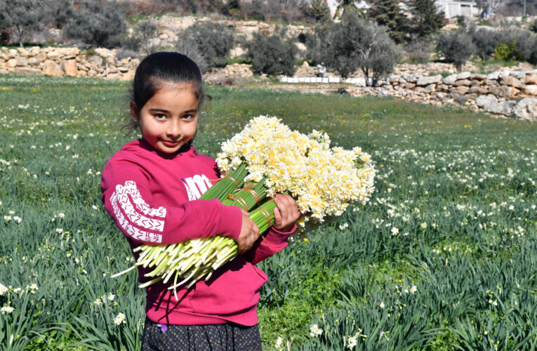 MERSİNLİLER NERGİS FESTİVALİ’NDE BULUŞACAK