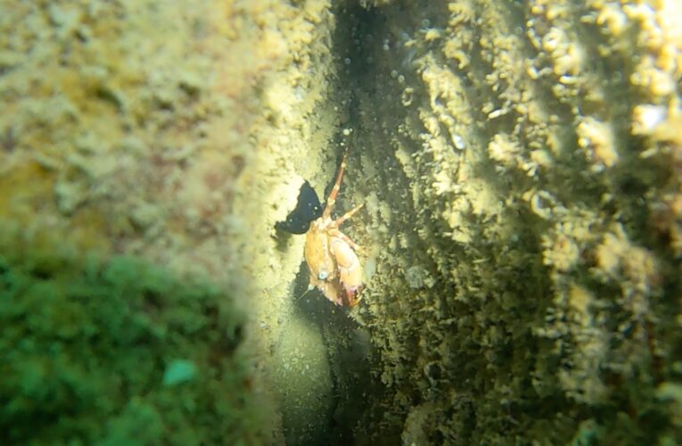 BÜYÜKŞEHİR’İN YAPAY RESİFLERİNDE CANLI YAŞAMI ARTTI
