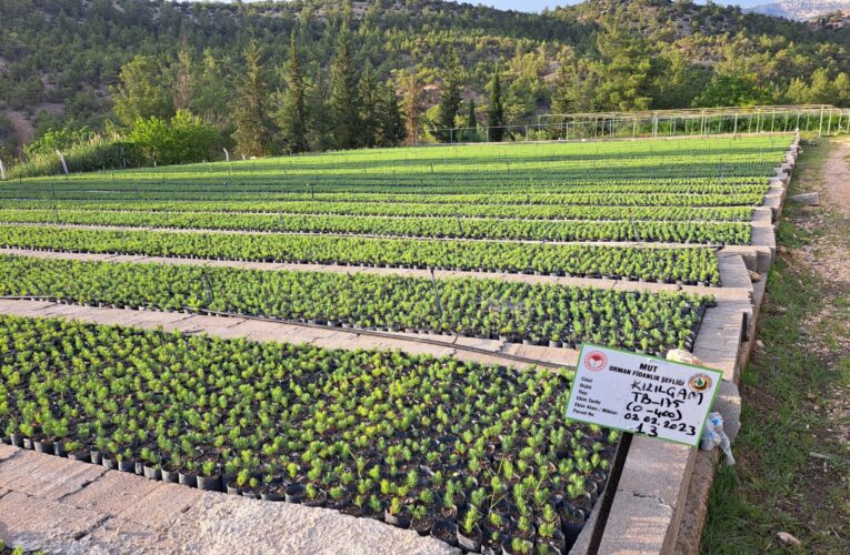 Ormanlarda Bakım Çalışmaları Devam Ediyor, Fidanlarımız Yeşil Vatan İçin Hazırlanıyor