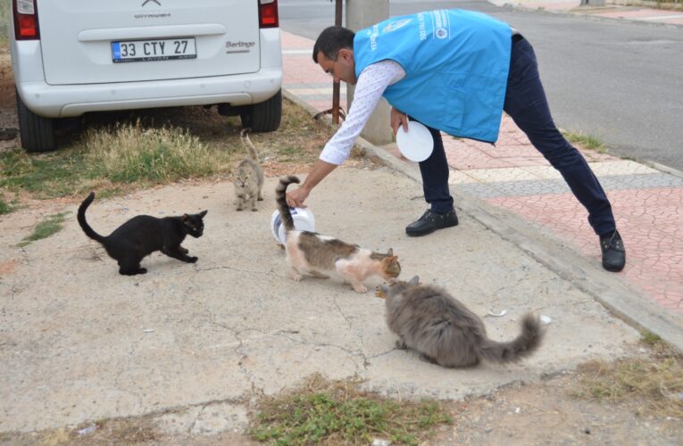 Yenişehir Belediyesi sokak hayvanlarını yalnız bırakmıyor