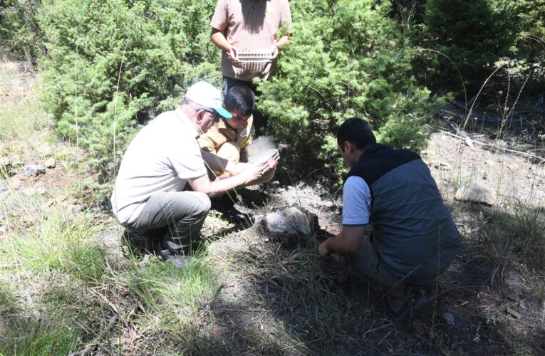 Dumansız Yangına Karşı Biyolojik Mücadeleyi Başlattık