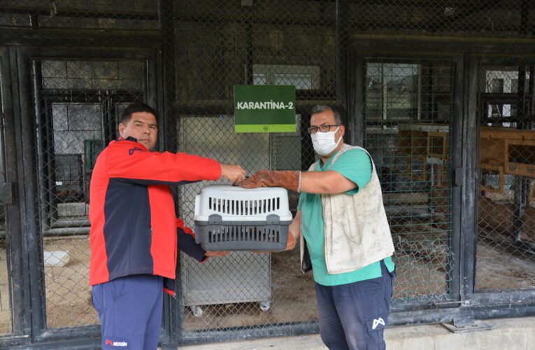 BÜYÜKŞEHİR DOĞA PARKI YABAN HAYVANLARINA ŞİFA DAĞITMAYA DEVAM EDİYOR