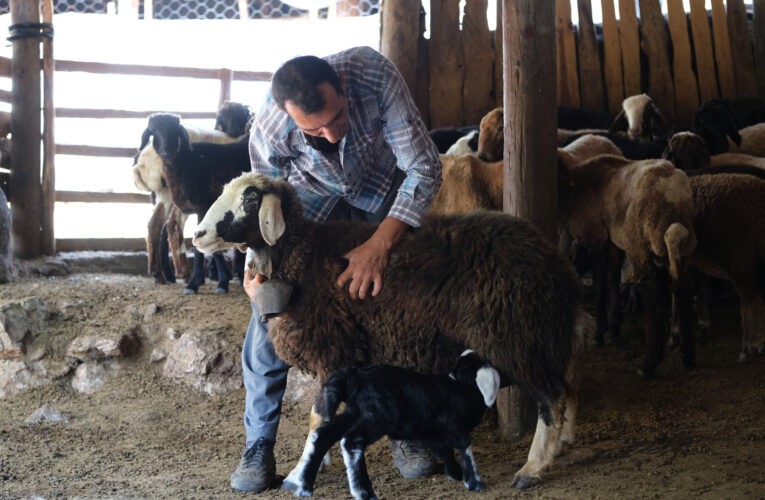 KÜÇÜKBAŞ HAYVAN DESTEĞİNDE GERİ TOPLAMALAR BAŞLADI