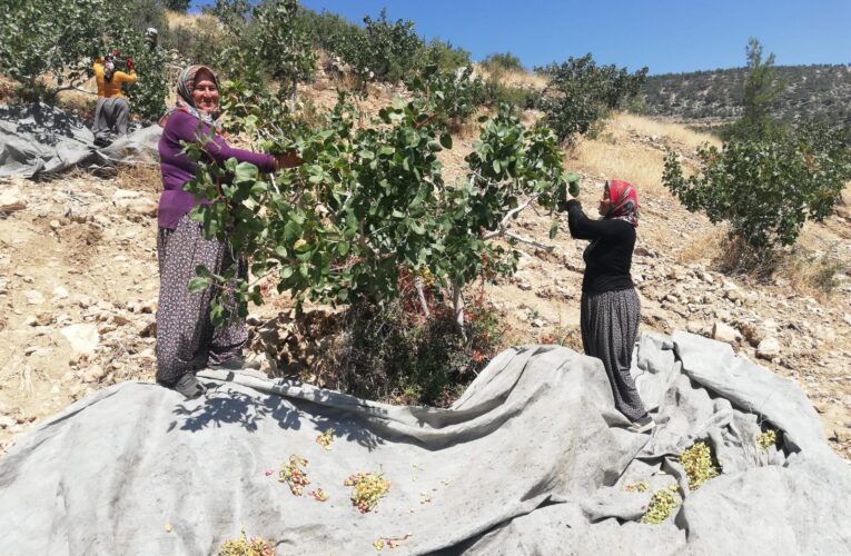 Ormanlarımız Fıstık Gibi