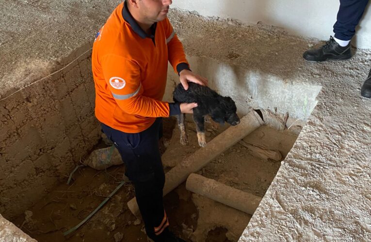 MERSİN BÜYÜKŞEHİR’DEN CAN DOSTA YARDIM ELİ