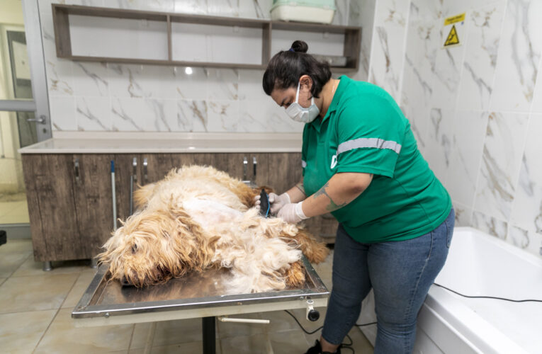 BÜYÜKŞEHİR’İN PET KUAFÖRÜYLE CAN DOSTLAR TERTEMİZ