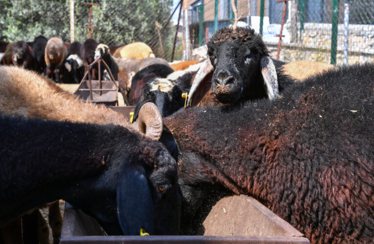 ARTAN GİRDİ MALİYETLERİYLE BAŞ EDEMEYEN YETİŞTİRİCİNİN DERDİNE BÜYÜKŞEHİR DERMAN OLDU