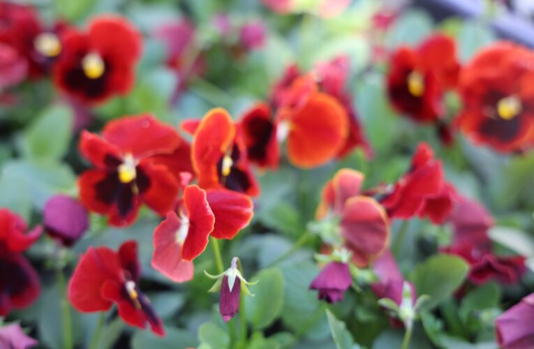 “ÖZENLE ÜRETİLEN KASIMPATILAR, YEŞİL ALANLARI SÜSLÜYOR”