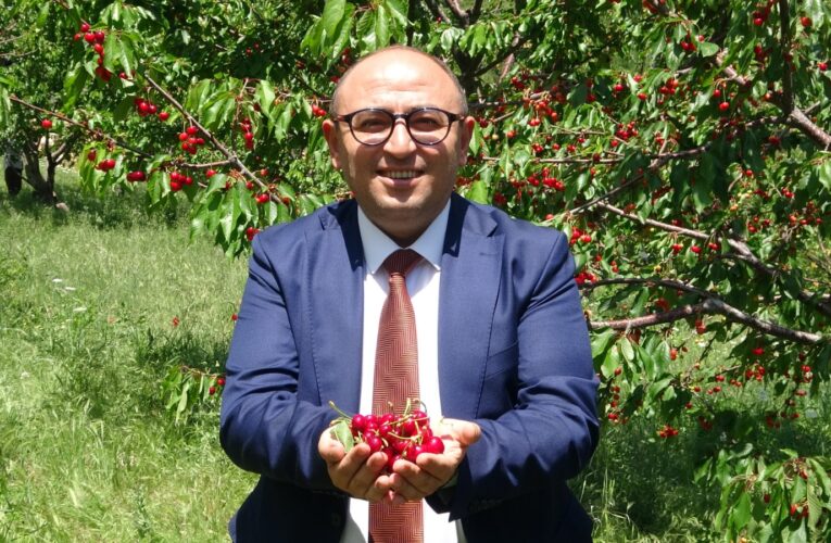 Mersin Erdemli ‘de Kiraz Hasadı Başladı